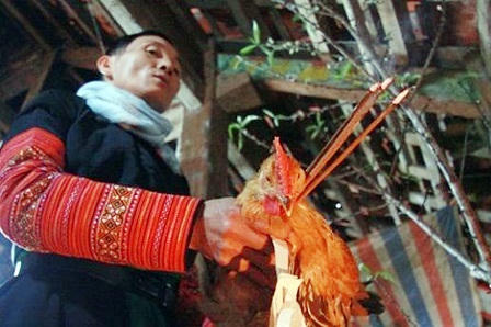 Bí ẩn về loài gà tiên tri