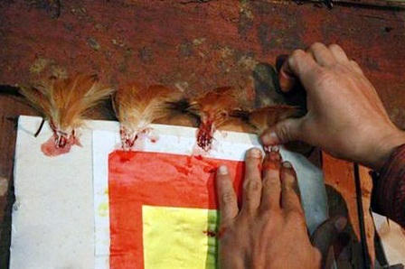 Bí ẩn về loài gà tiên tri