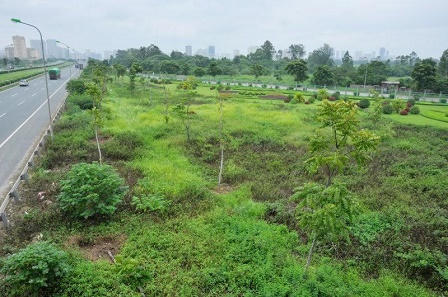 Cỏ dại xâm lấn không gian Thủ đô