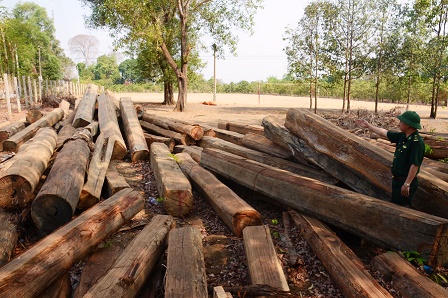 Nóng bỏng “mặt trận” chống buôn lậu gỗ