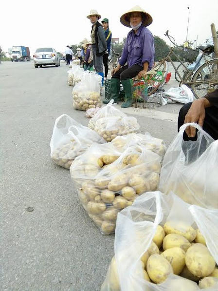 Nỗi buồn... khoai tây