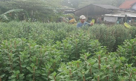 Làng hoa   rộn ràng đón Tết