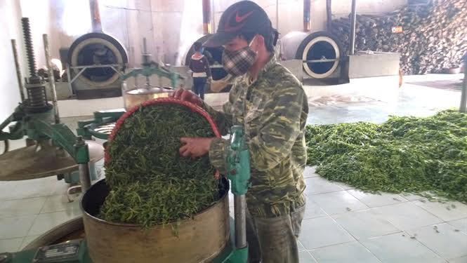 Yên Bái:  Những đột phá trong tái cơ cấu ngành Nông nghiệp