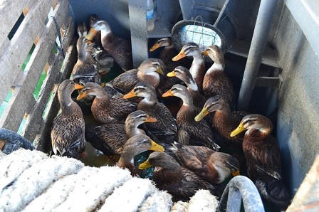 Cuộc sống của những 'soái ca' biển cả