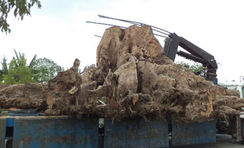 Sóc Trăng: Những tác phẩm kỳ thú từ gốc Bàng trăm tấn 700 năm tuổi 