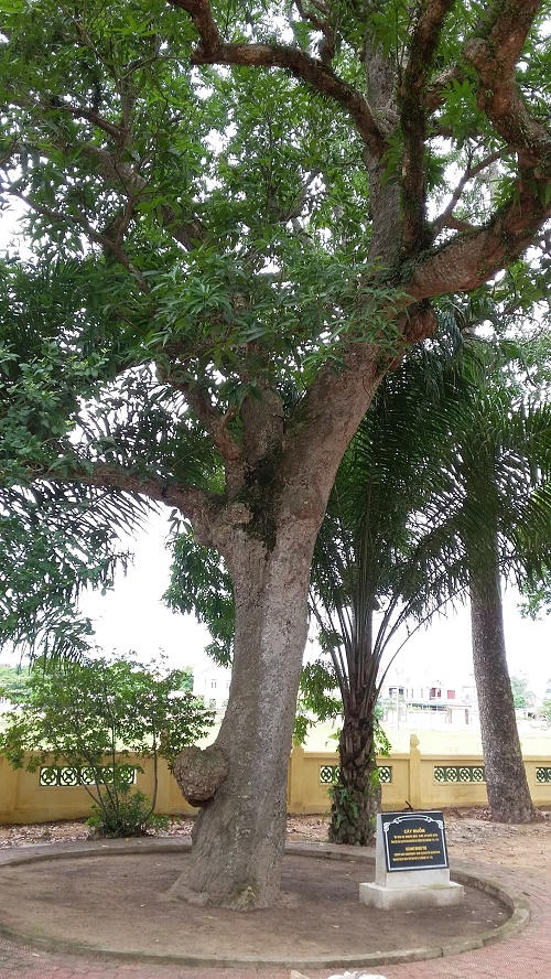 Những 'cụ cây' trong khu di tích Đại thi hào Nguyễn Du