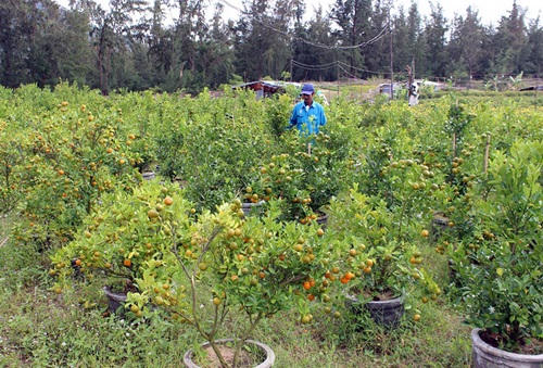 Phú Yên: Tến đến sau lưng, nông dân “méo mặt” vì quất bỗng dưng rụng trái