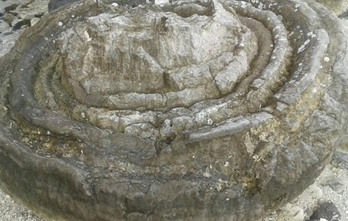 Phát hiện “nghĩa địa” san hô độc nhất ở Lý Sơn