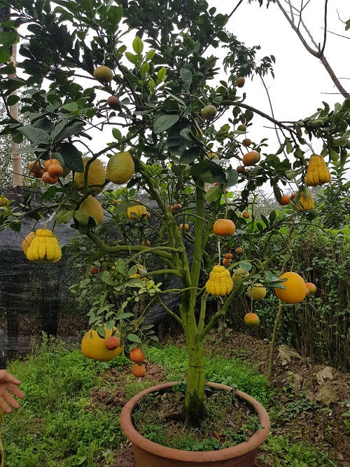 Mỗi Tết kiếm nửa tỷ nhờ biệt tài “hô biến” trái cây