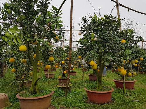 Mỗi Tết kiếm nửa tỷ nhờ biệt tài “hô biến” trái cây