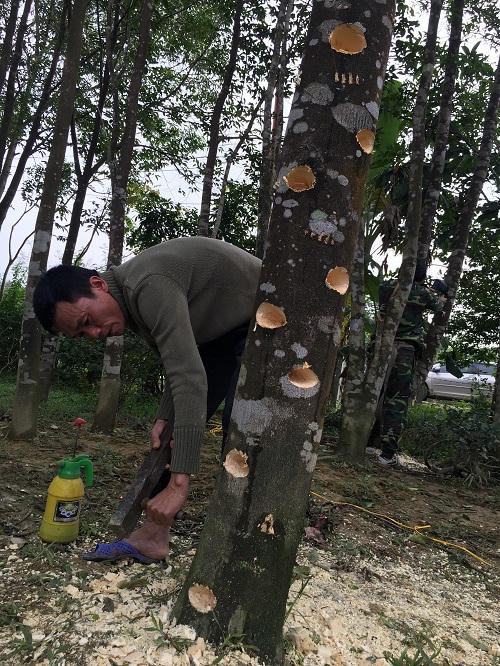 “Giải thiêng” trầm kỳ