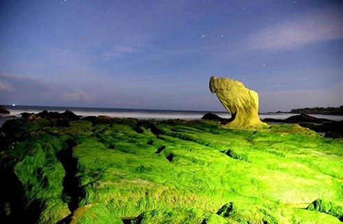 Đi du lịch để… ngắm rêu!