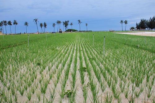 Cần 'danh phận' riêng cho tỏi Khánh Hòa