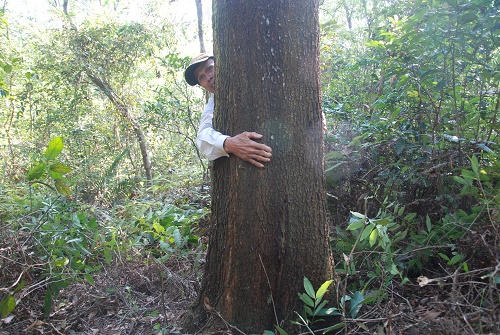 Quảng Trị: Thương vụ khai thác rừng giá rẻ bị người trồng rừng phản đối
