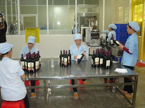 “Bông hồng vàng” trên cao nguyên