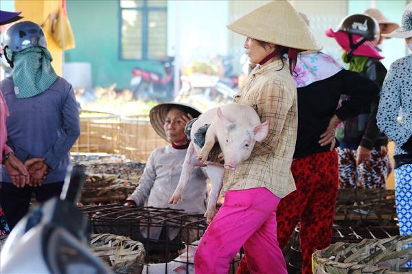 Nghề... “bồng heo“