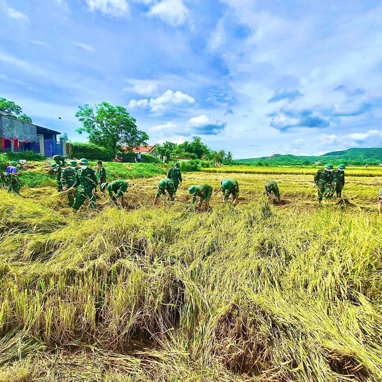 Bộ đội hối hả giúp người dân vùng cách ly ở Phú Yên gặt lúa 