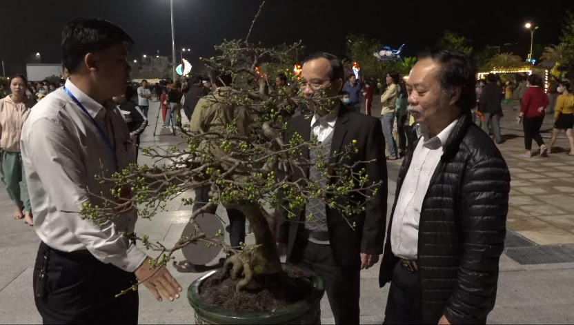 Rộn ràng sắc xuân trong Lễ hội Mai vàng An Nhơn lần thứ nhất