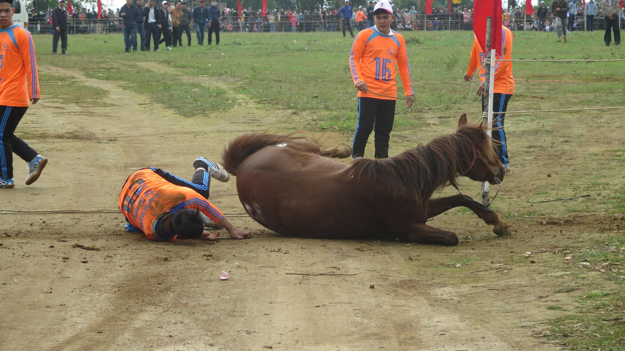 Đua ngựa đầu xuân ở Gò Thì Thùng: Ngựa cái tung vó, ngựa đực chỉ đến... làm cảnh