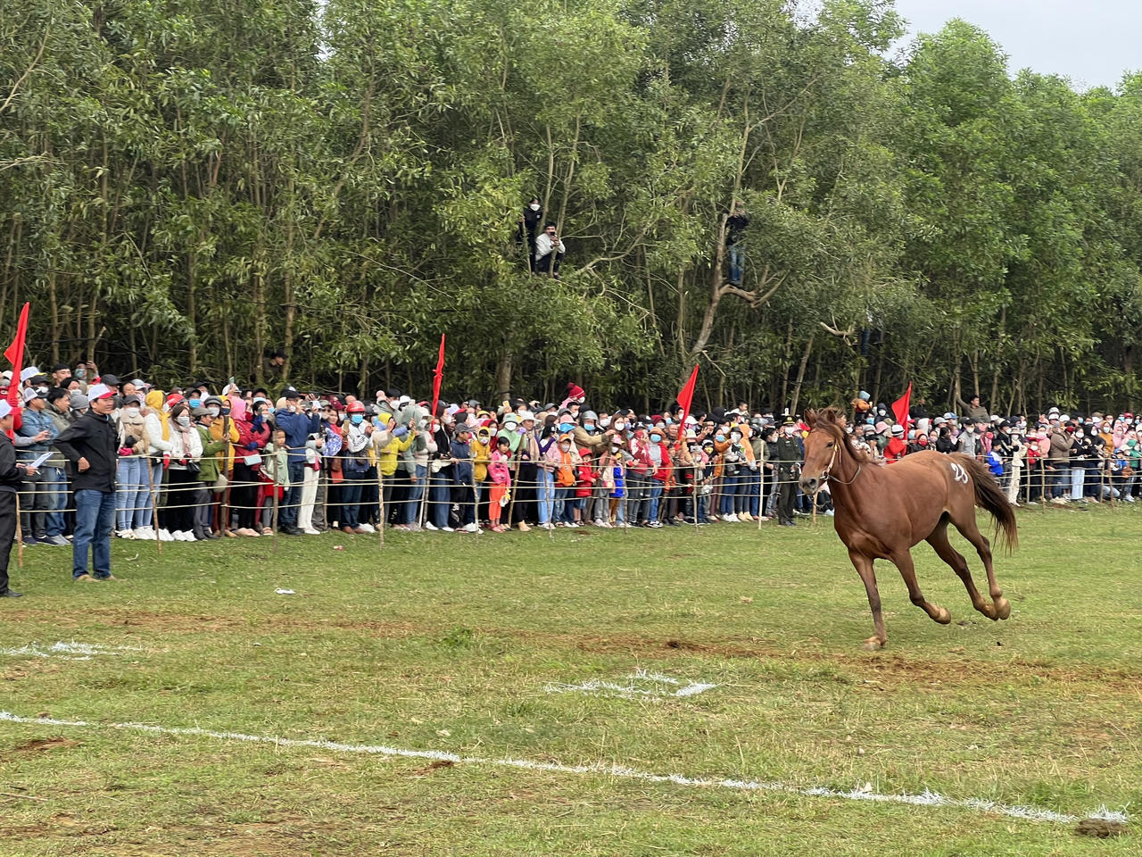 Đua ngựa đầu xuân ở Gò Thì Thùng: Ngựa cái tung vó, ngựa đực chỉ đến... làm cảnh