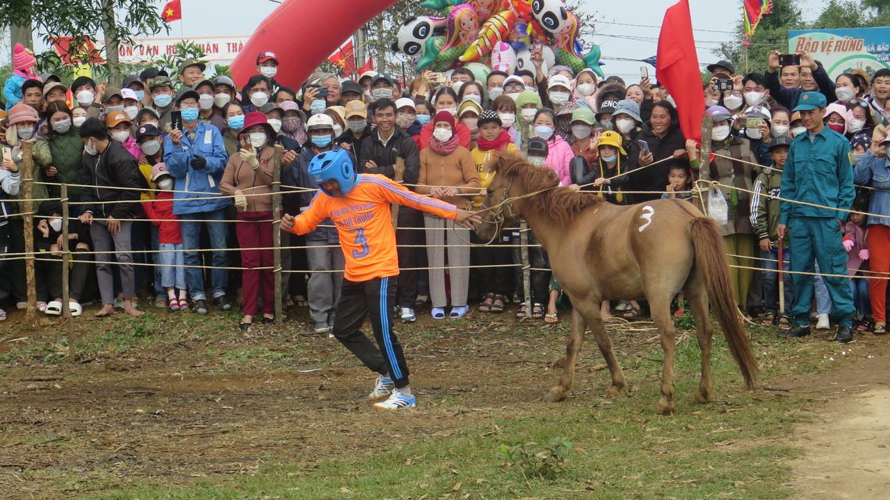Đua ngựa đầu xuân ở Gò Thì Thùng: Ngựa cái tung vó, ngựa đực chỉ đến... làm cảnh