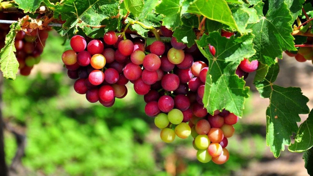 Ninh Thuận thông tin về lễ hội Nho - Vang và lễ đón Bằng công nhận của UNESCO ghi danh nghệ thuật làm gốm