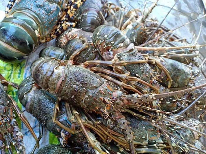 Sắp diễn ra Lễ hội Tôm hùm Cam Ranh