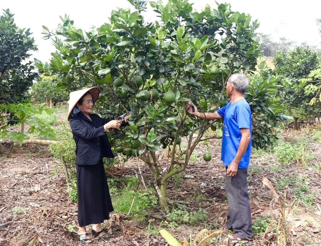 Bình Định thực hiện mô hình chuỗi liên kết sản xuất, tiêu thụ và chế biến sản phẩm nông nghiệp