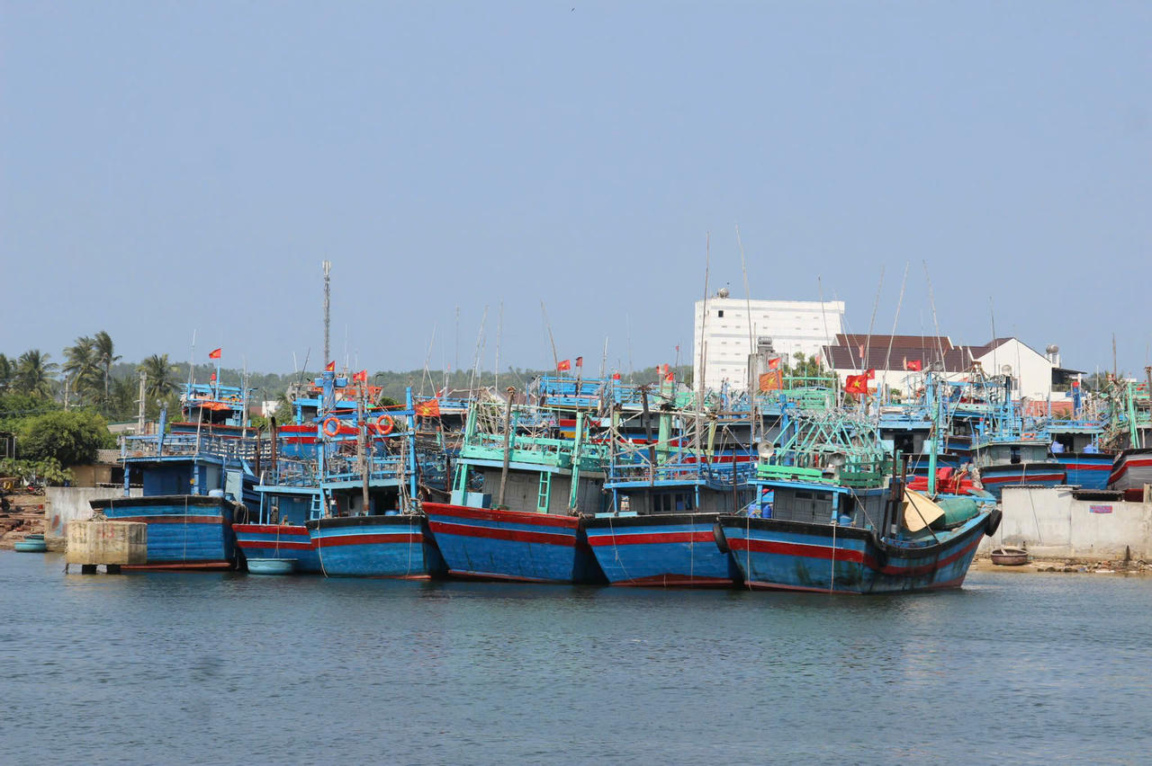 Bình Định kiên quyết xử lý nghiêm các tổ chức, cá nhân gây ảnh hưởng đến nỗ lực gỡ 'thẻ vàng IUU'