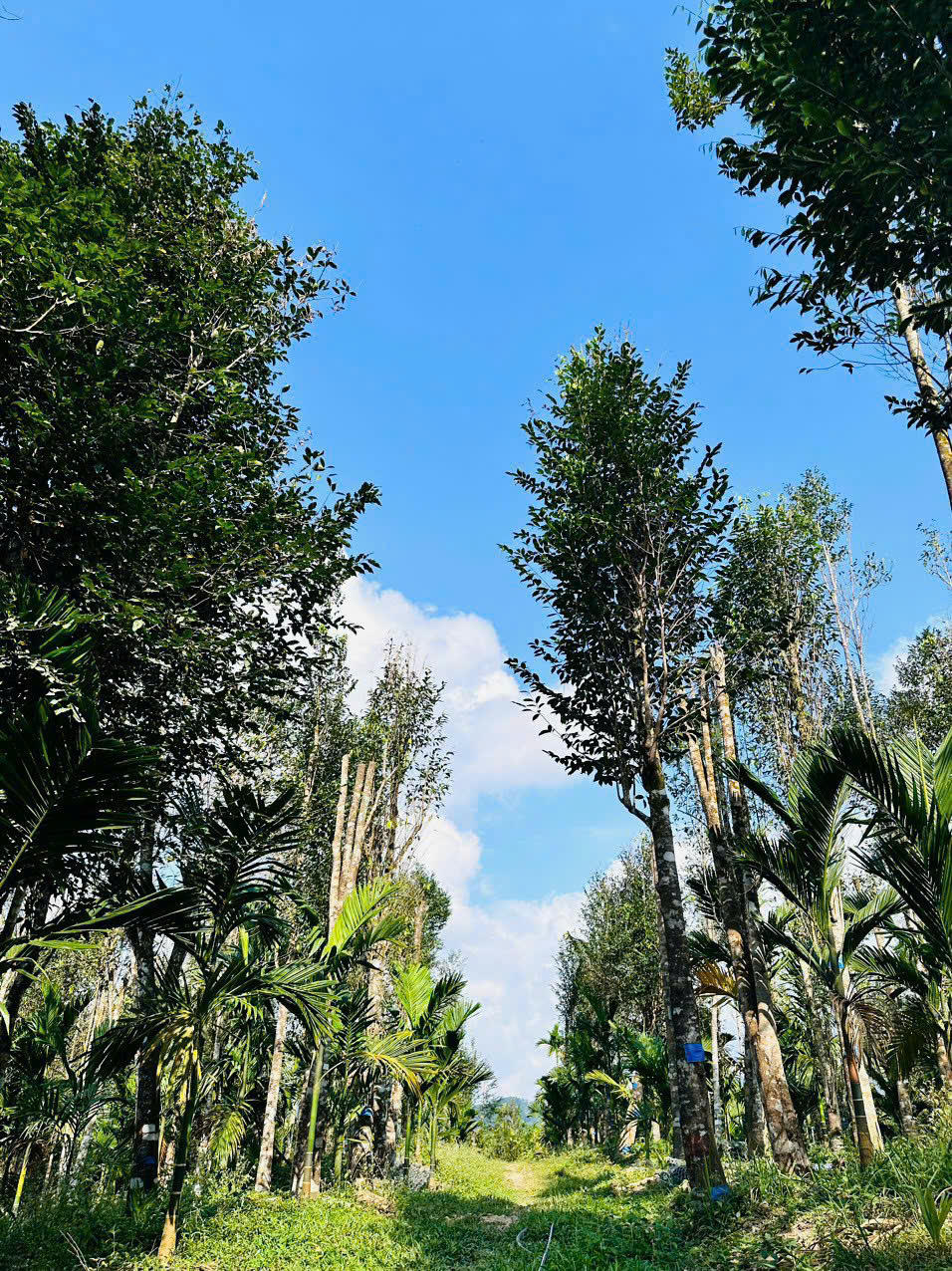 Hợp tác xã Tasiho: Bước đột phá công nghệ sinh học, nâng tầm thương hiệu trầm hương đất Quảng