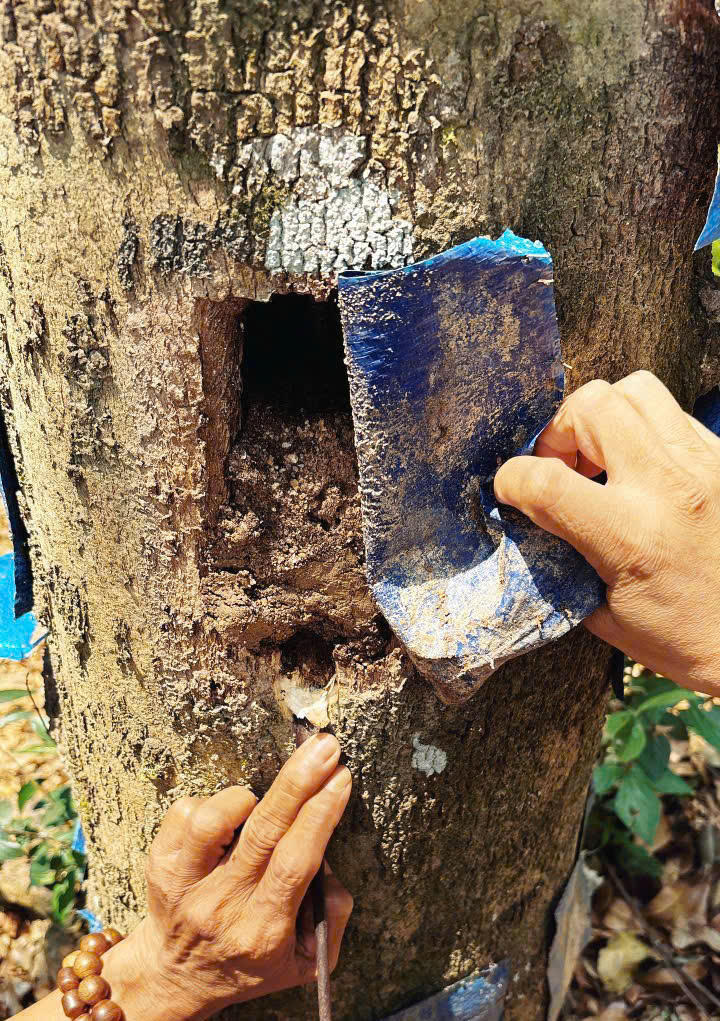 Hợp tác xã Tasiho: Bước đột phá công nghệ sinh học, nâng tầm thương hiệu trầm hương đất Quảng