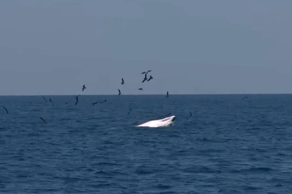 Kỳ thú cá voi Bryde lại về săn mồi gần bờ biển Bình Định