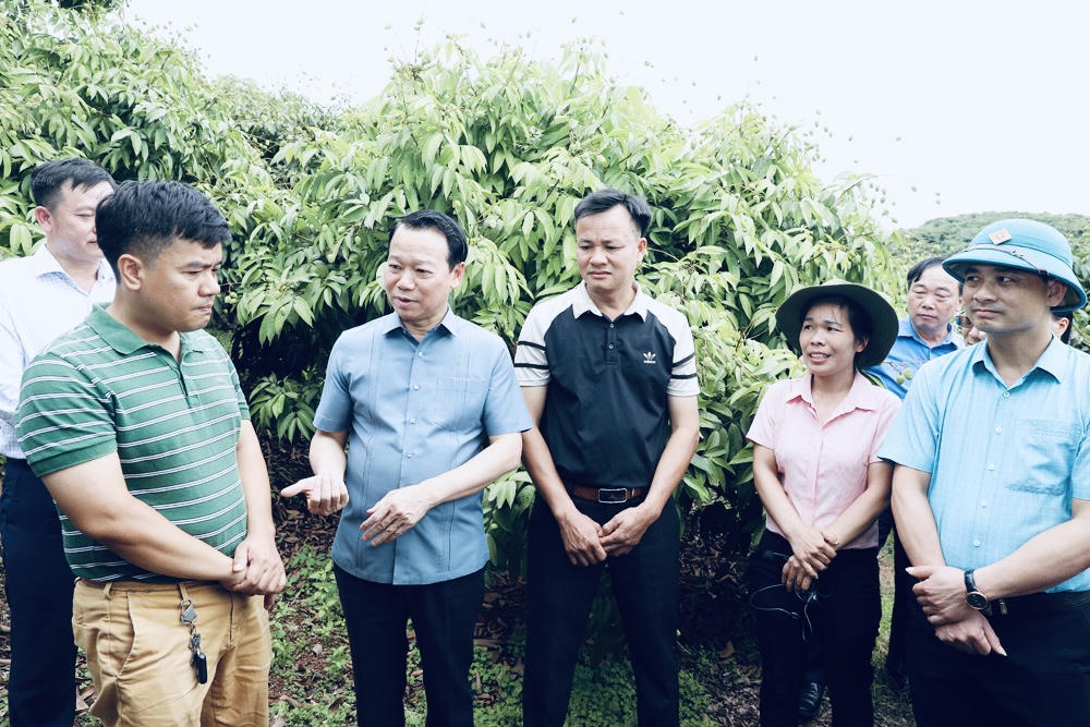 Chuẩn bị đầy đủ hạ tầng và nhân lực để đảm bảo tiêu thụ vải thiều thông suốt