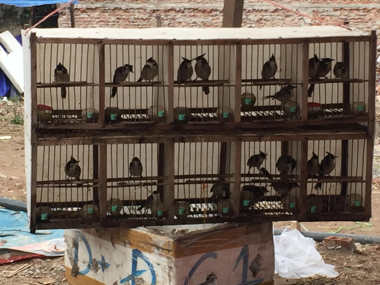 Chim phóng sinh 'hút' khách Hà Nội ngày tiễn ông Công ông Táo