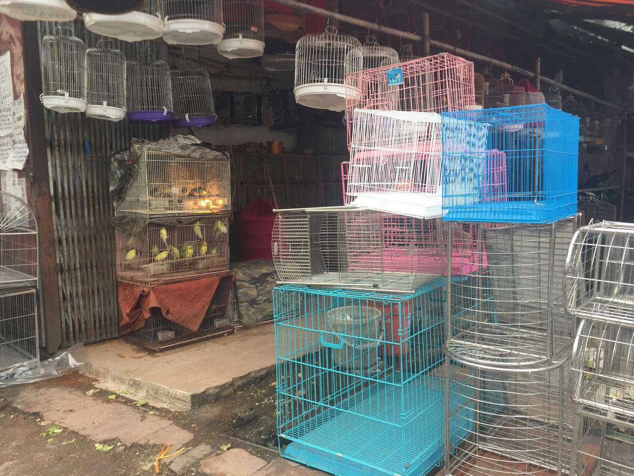 Chim phóng sinh 'hút' khách Hà Nội ngày tiễn ông Công ông Táo