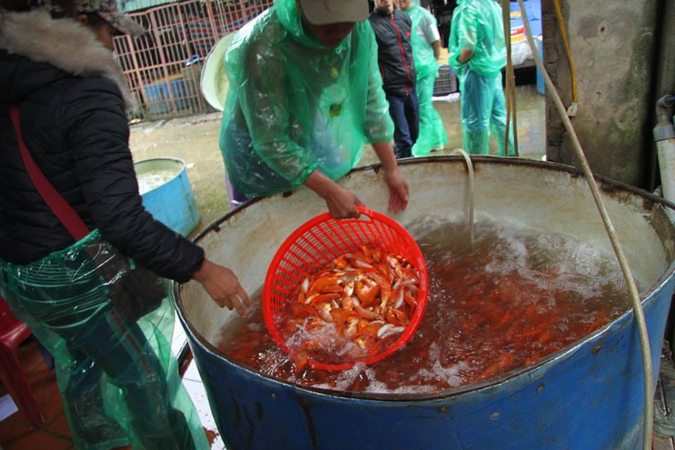 Sôi động chợ cá chép lớn nhất miền Bắc trước ngày Tết ông Táo