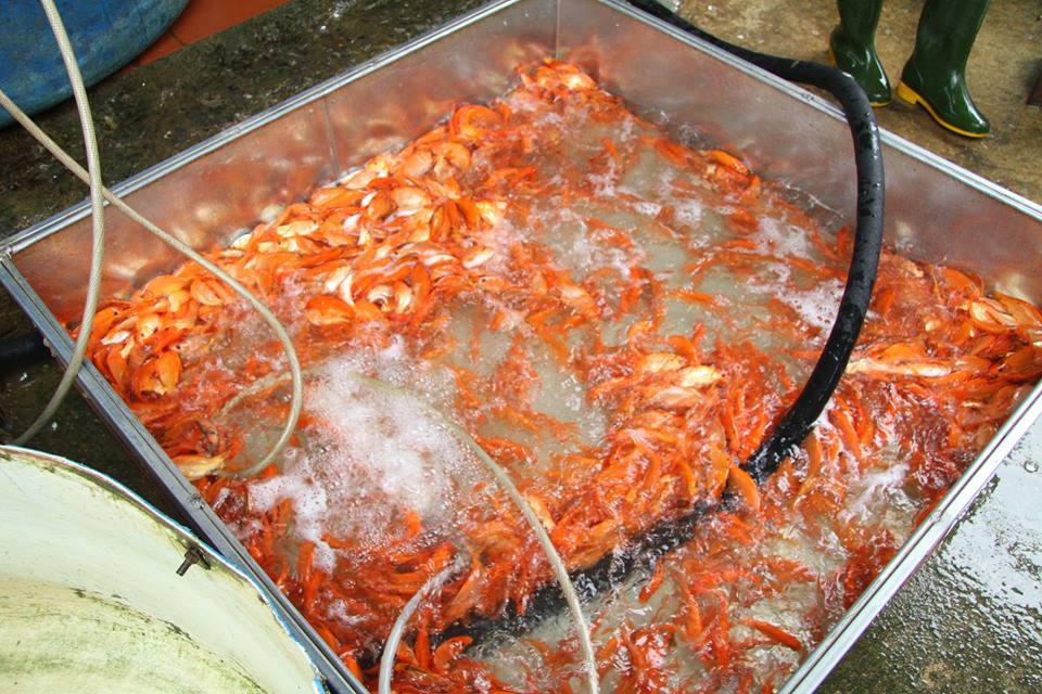 Sôi động chợ cá chép lớn nhất miền Bắc trước ngày Tết ông Táo