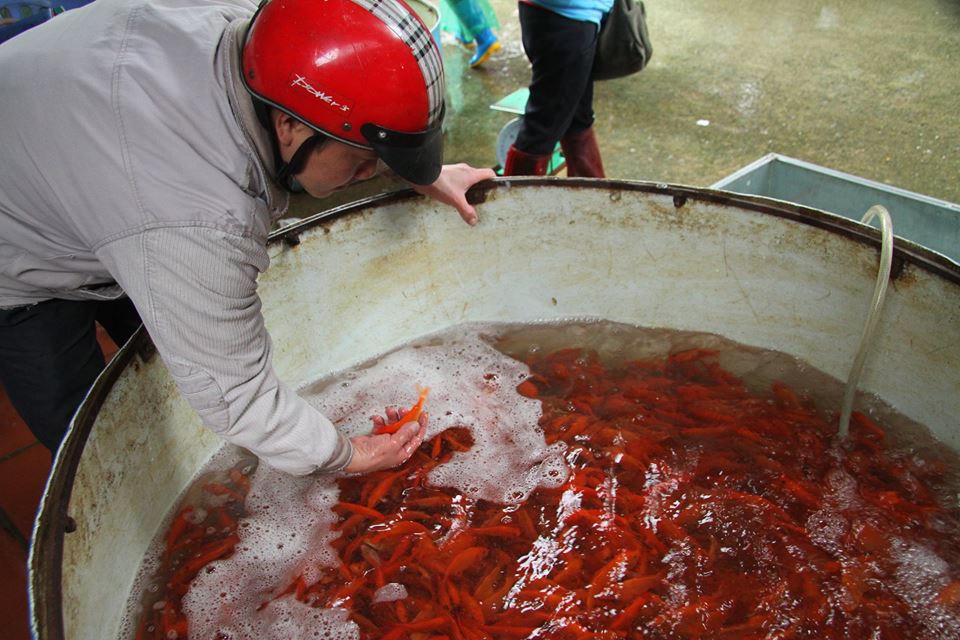 Sôi động chợ cá chép lớn nhất miền Bắc trước ngày Tết ông Táo