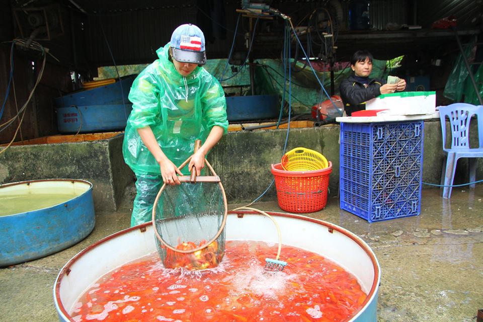 Sôi động chợ cá chép lớn nhất miền Bắc trước ngày Tết ông Táo