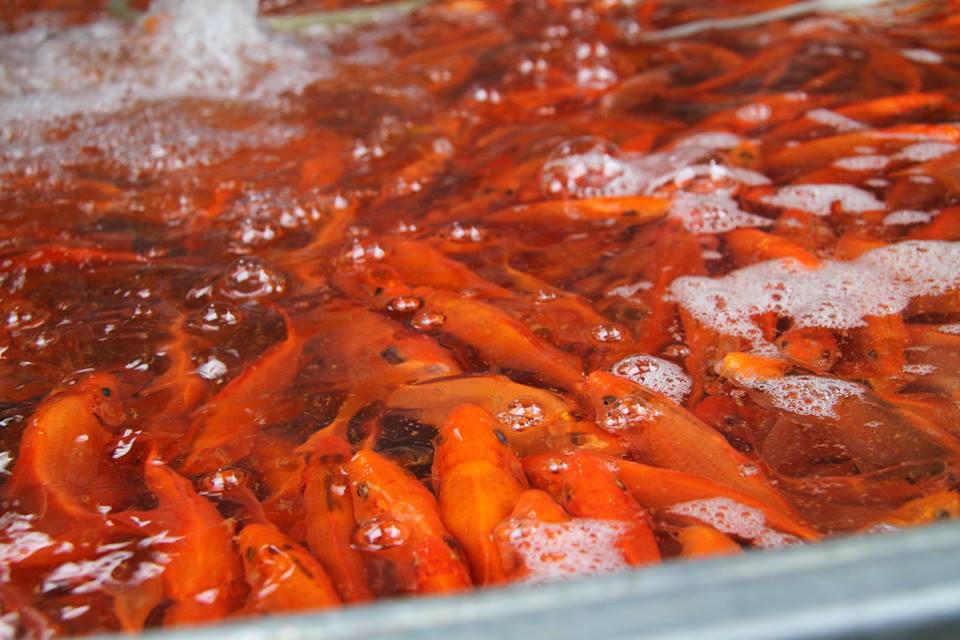 Sôi động chợ cá chép lớn nhất miền Bắc trước ngày Tết ông Táo