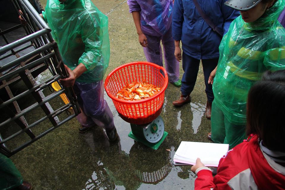 Sôi động chợ cá chép lớn nhất miền Bắc trước ngày Tết ông Táo