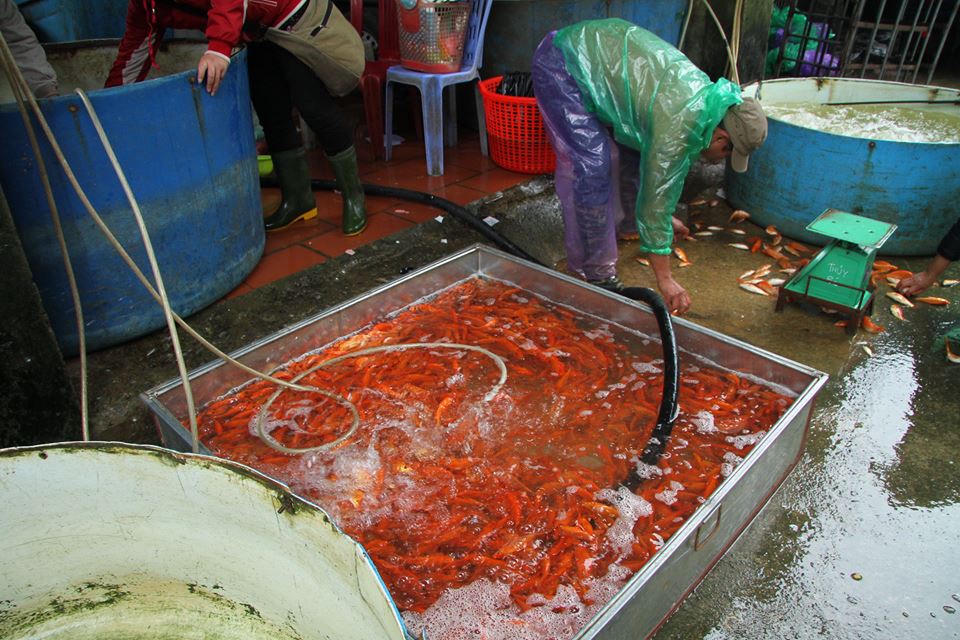 Sôi động chợ cá chép lớn nhất miền Bắc trước ngày Tết ông Táo