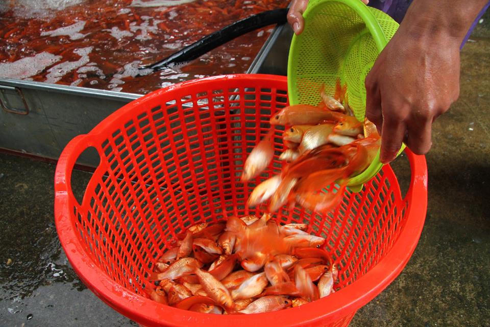 Sôi động chợ cá chép lớn nhất miền Bắc trước ngày Tết ông Táo