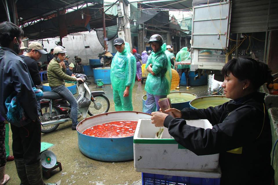 Sôi động chợ cá chép lớn nhất miền Bắc trước ngày Tết ông Táo