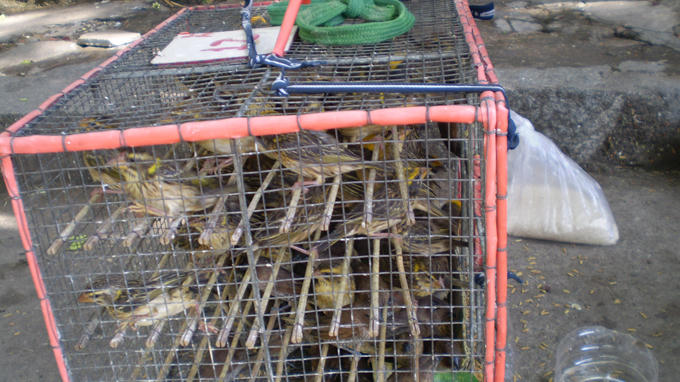 Chim phóng sinh 'hút' khách Hà Nội ngày tiễn ông Công ông Táo