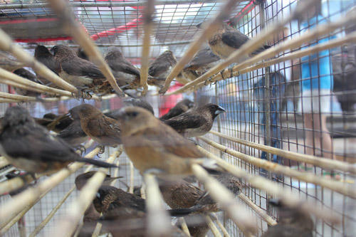 Chim phóng sinh 'hút' khách Hà Nội ngày tiễn ông Công ông Táo