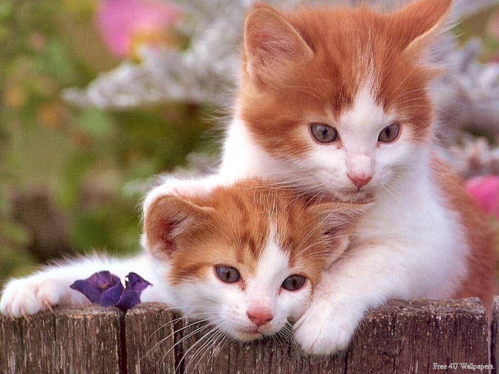 Kết quả hình ảnh cho mẹo bắt chuột