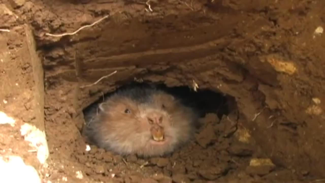 Kết quả hình ảnh cho mẹo bắt chuột