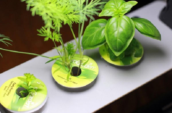 Kết quả hình ảnh cho trồng cây trong nhà