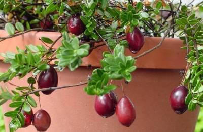 Kết quả hình ảnh cho quả nam việt quất